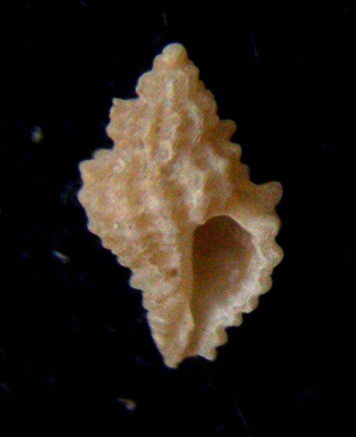 muricopsis di scilla